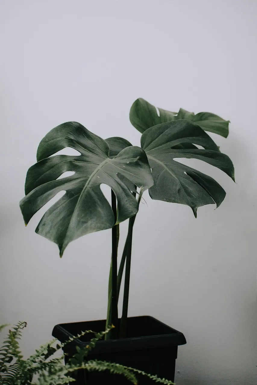 Monstera, 60 cm